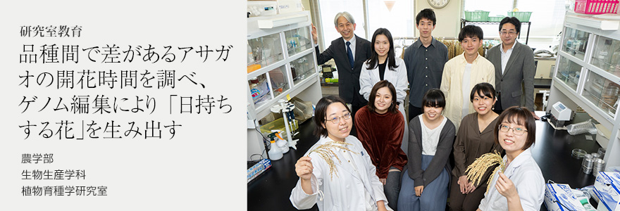 品種間で差があるアサガオの開花時間を調べ、ゲノム編集により「日持ちする花」を生み出す 農学部  生物生産学科  植物育種学研究室