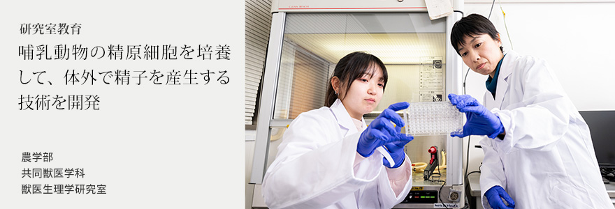 哺乳動物の精原細胞を培養して、体外で精子を産生する技術を開発 農学部共同獣医学科 獣医生理学研究室