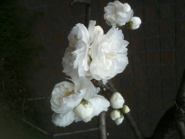 春の花・桃