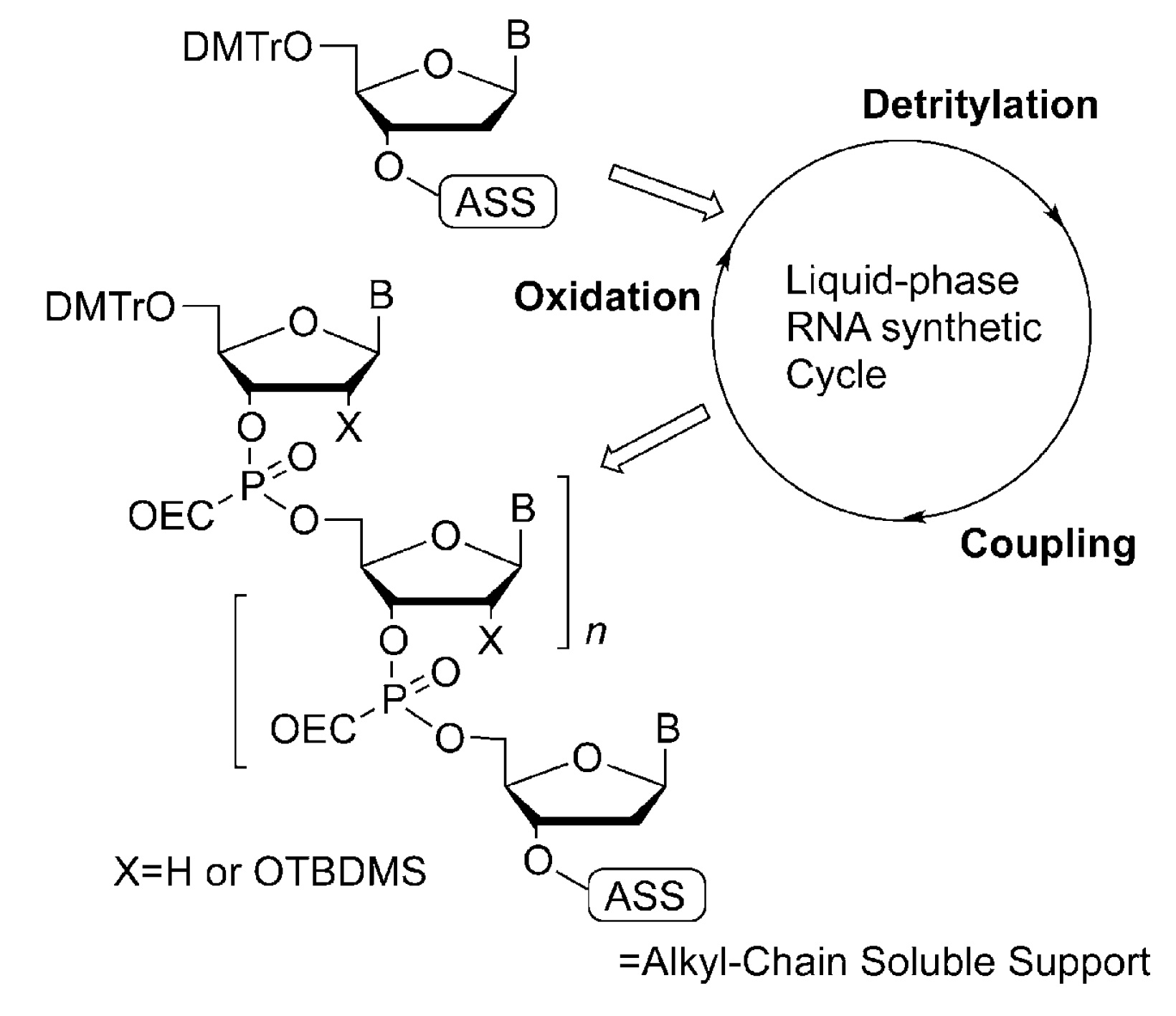 Liquid-Phase RNA Synthesis by Using
                      Alkyl-Chain-Soluble Support