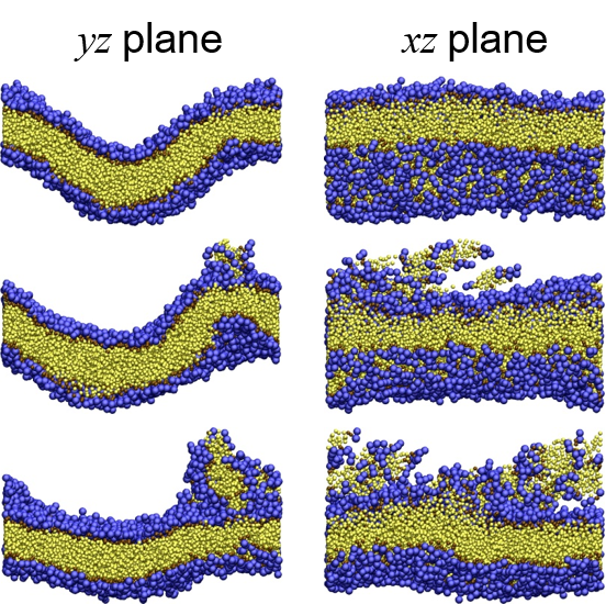 Shear-induced instability of lipid bilayer membrane in water