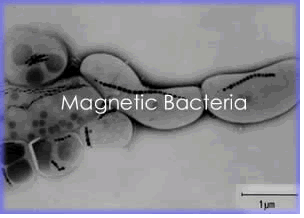magnetic bacteria