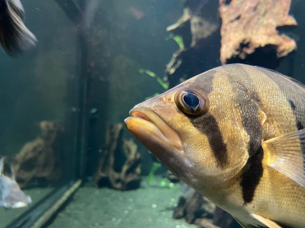 2022/08 A dweller at AQUATIS Aquarium-Vivarium (Laussane, Switzerland)