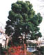 tree14s.jpg (8265 oCg)