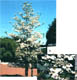 tree16s.jpg (9014 oCg)