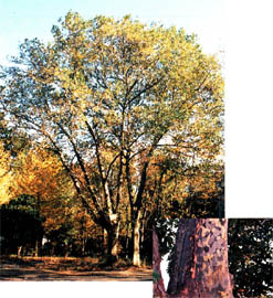 tree13.jpg (38376 oCg)