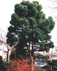 tree14.jpg (29453 oCg)