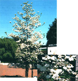 tree16.jpg (33097 oCg)
