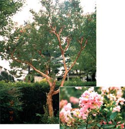 tree18.jpg (32484 oCg)