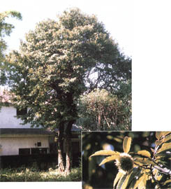 tree24.jpg (28781 oCg)