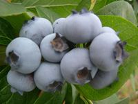 bluetta berry