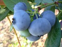 Capefear berry