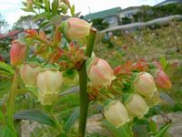 Capefear flower