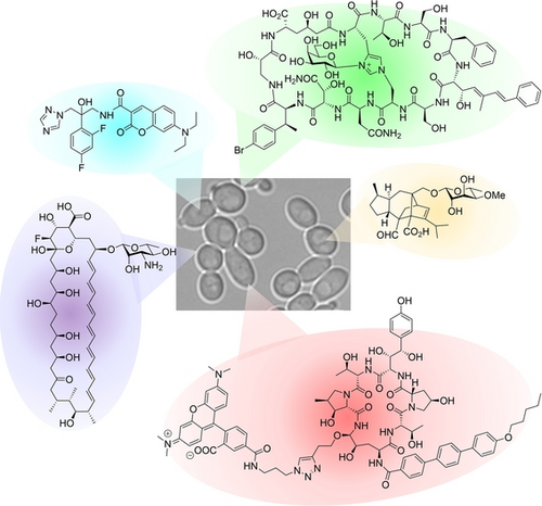 Graphic Abstract - Fridman et al.