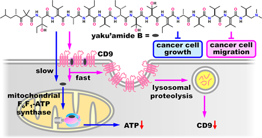 Graphic Abstract - Fu et al.