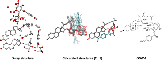 Graphic Abstract - Fukaya et al.