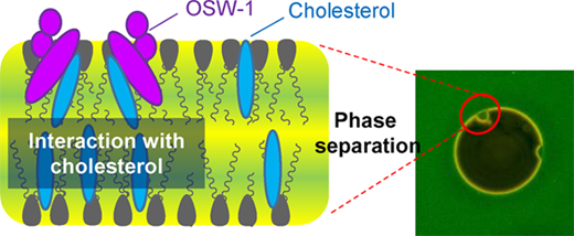 Graphic Abstract - Malabed et al.