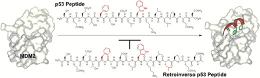 Graphic Abstract - Sakurai et al.