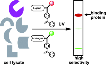 Graphic Abstract - Sakurai et al.