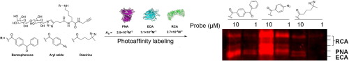 Graphic Abstract - Sakurai et al.
