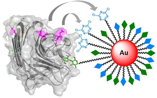 Graphic Abstract - Tsuruno et al.