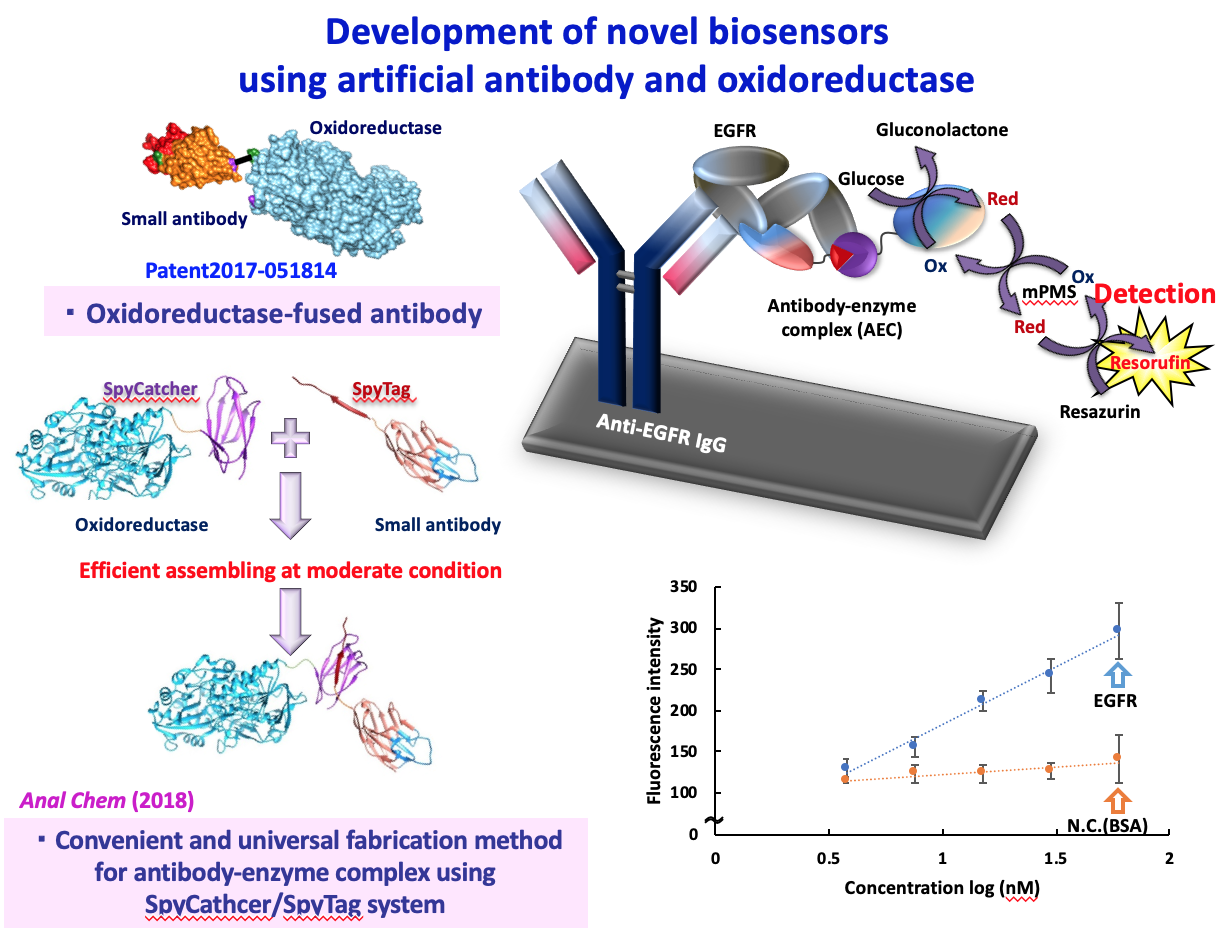 人工抗体と酸化還元酵素を活用した新規バイオセンサーの開発