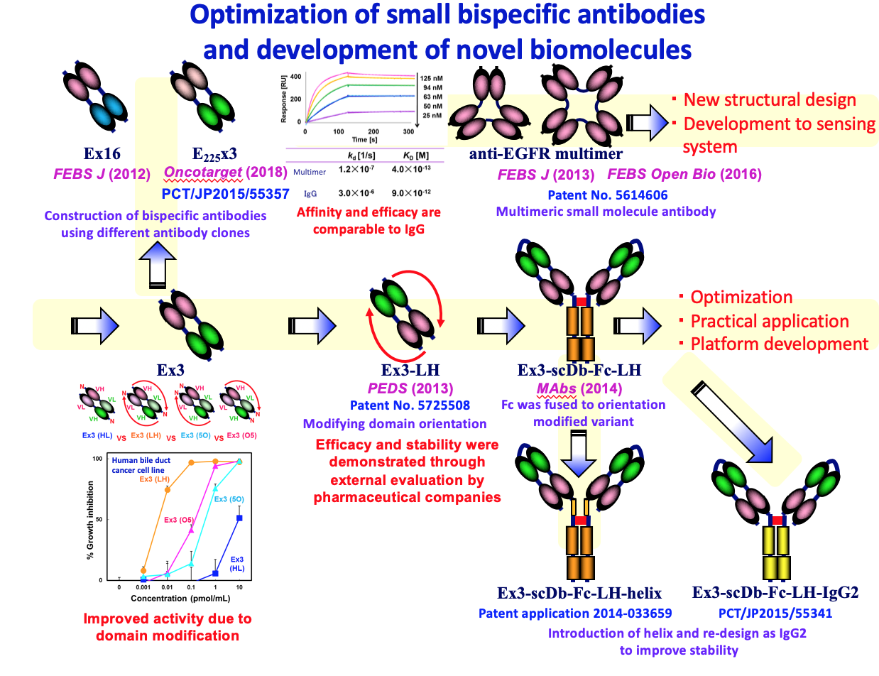 抗体断片と機能性タンパク質に基づく次世代バイオ製剤の設計