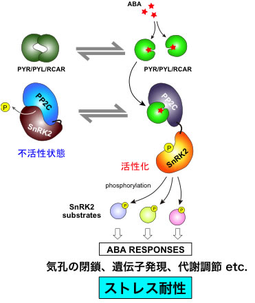 ABA signaling pathway