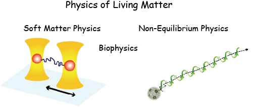 Physics of Living Matter