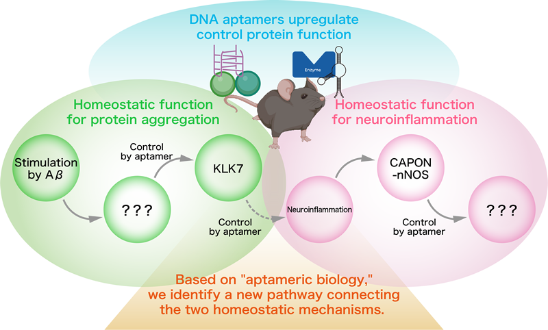 Based on aptameric biology, we identify a new pathway connecting the two homeostatic mechanisms.