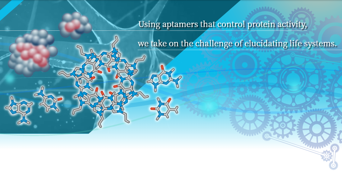 Using aptamers that control protein activity, we take on the challenge of elucidating life systems.