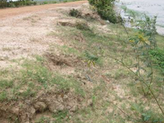 Erosion occurred along embankment (Takeo Province, Cambodia)