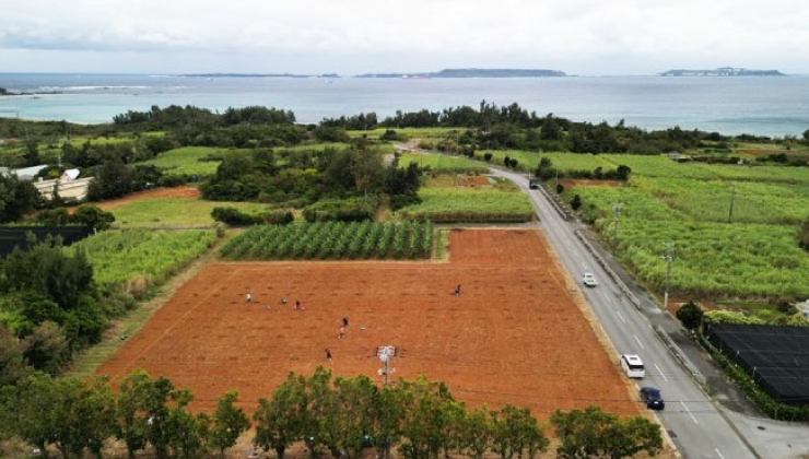 沖縄県でのポンガミア試験栽培