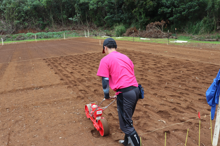 ハワイ・カウアイ島での陸稲栽培