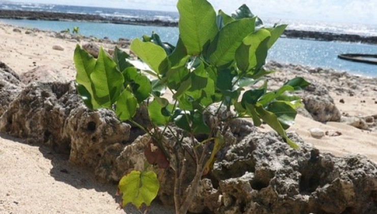 沖縄県本島・石垣島・宮古島にてポンガミアの調査を実施