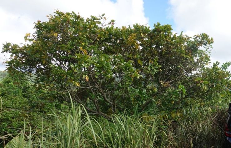 沖縄県本島・石垣島・宮古島にてポンガミアの調査を実施