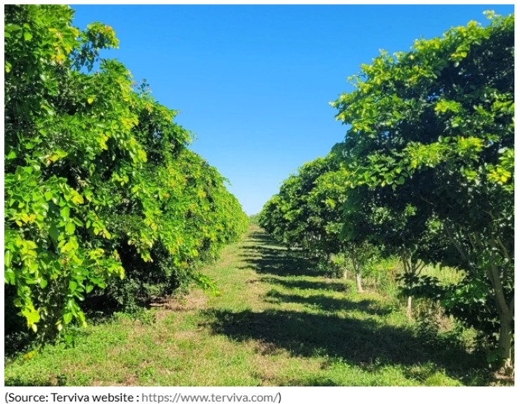 米・Terviva社のフロリダ圃場を訪問しました / TUAT researchers visited Terviva’s Pongamia fields in Florida.