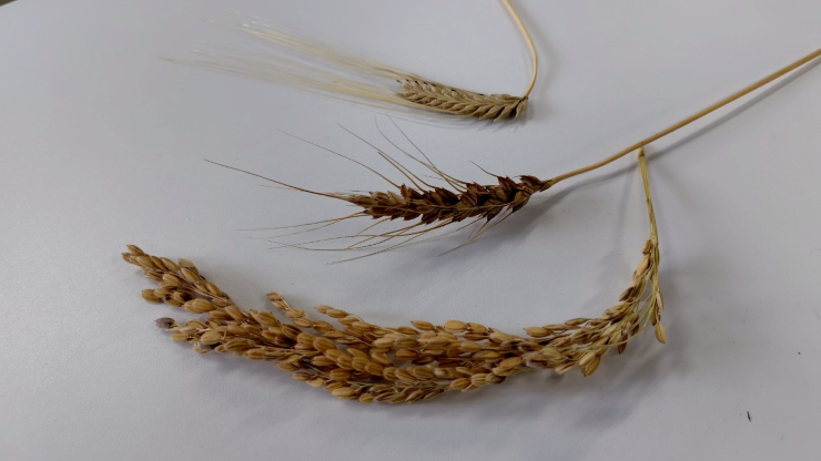 第2回ハワイでの米栽培に関する文理融合学習