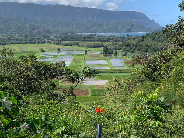 ハワイ・カウアイ島での米栽培の候補地