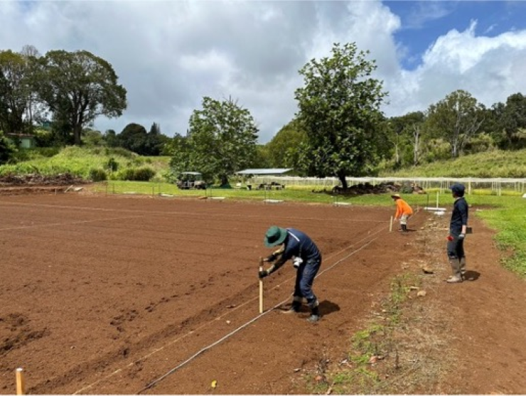 ハワイ事業での米栽培を開始しました！