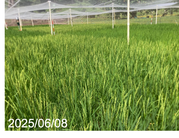 ハワイでの陸稲生育状況