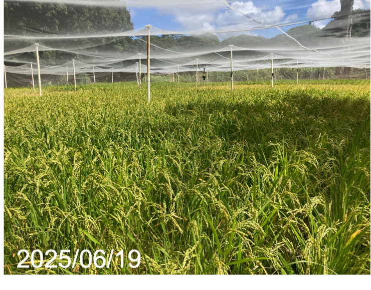 ハワイでの陸稲生育状況