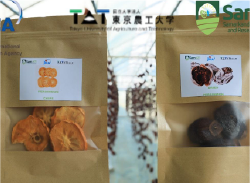 ウズベキスタンにおける園芸農業(干し柿プロジェクト)に関する調査研究を実施(報告)