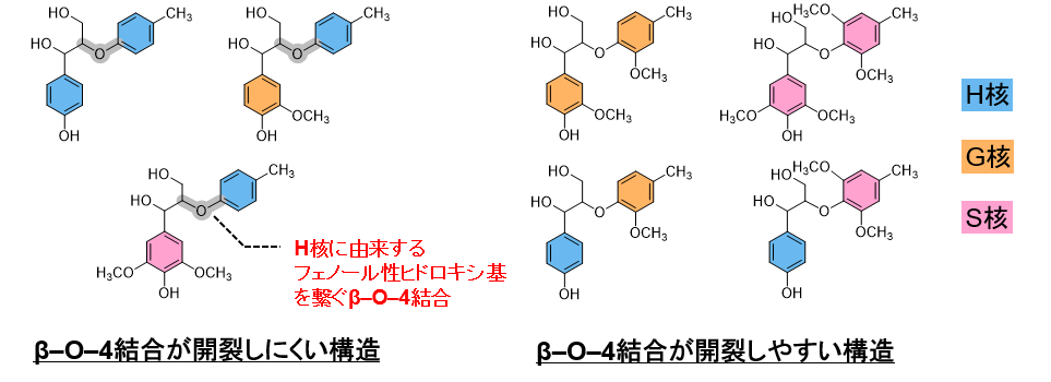 H�j�̃`�I�A�V�h���V�X