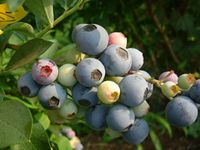 Briteblue berry