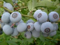 Tifblue berry