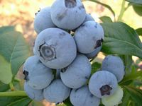 bluechip berry