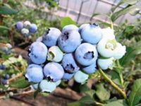 blueray berry